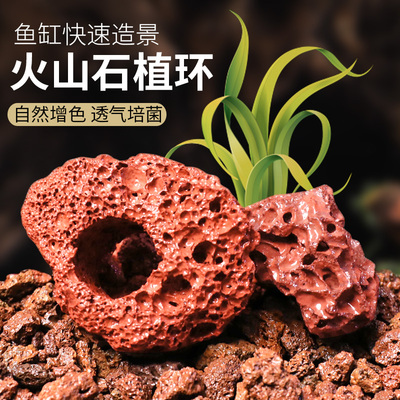 水草固定种植红色打孔火