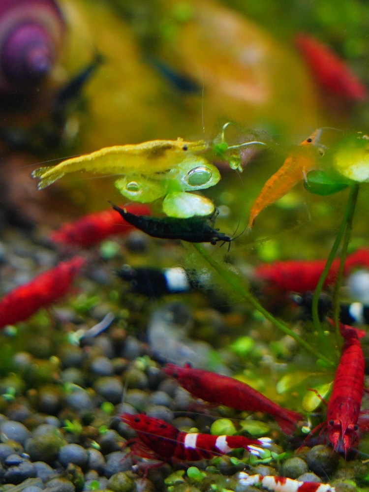 观赏虾螺套餐水族淡宠物