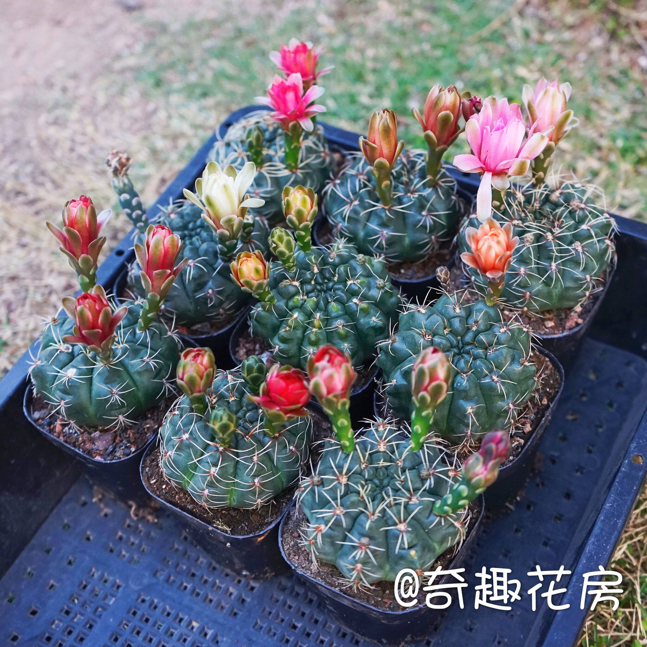 绯花玉仙人球多肉植物将军阁绿色盆栽花卉办公室防辐射  白桦麒麟