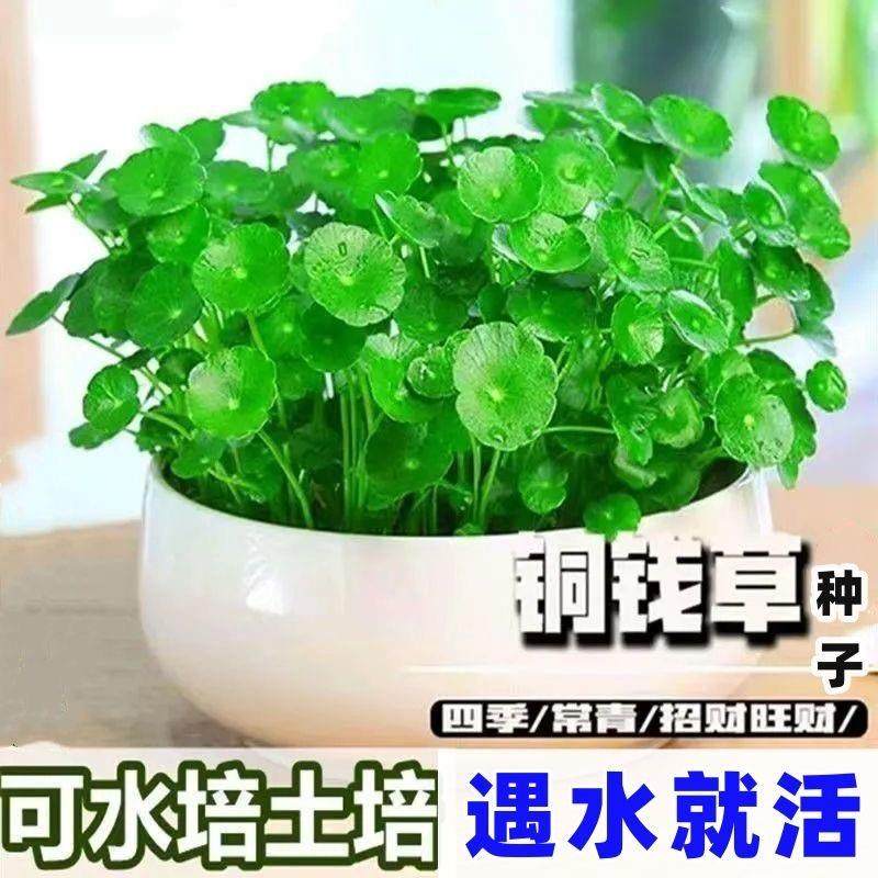 铜钱草草籽水培植物大叶金钱草种子水养室内花卉四季缸养碗莲睡莲,自行车/骑行装备/零配件,更多,淘宝优惠券,粉丝福利购,淘宝优惠卷
