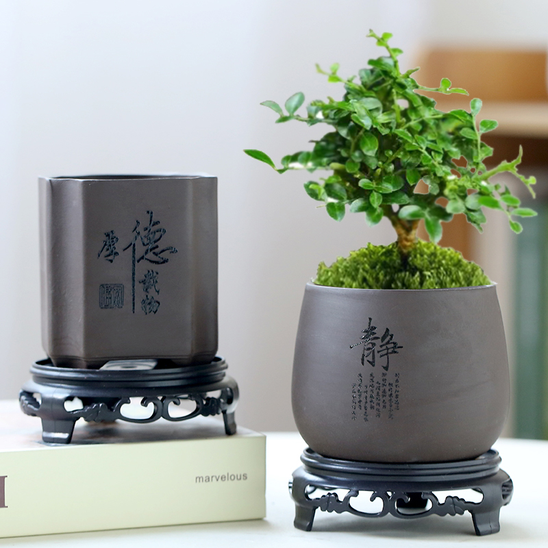 文竹紫砂盆景陶瓷小榕树