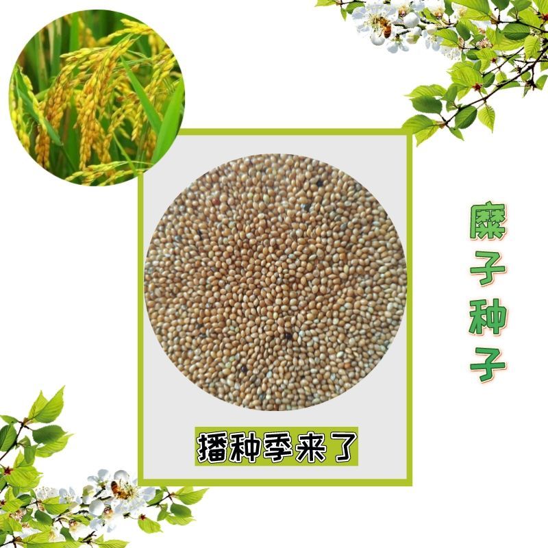 大黄米种籽糯黍子扫把笤