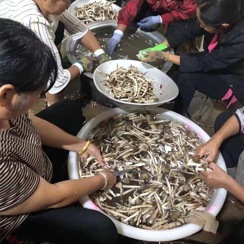 鸡枞菌种云南人工指导室