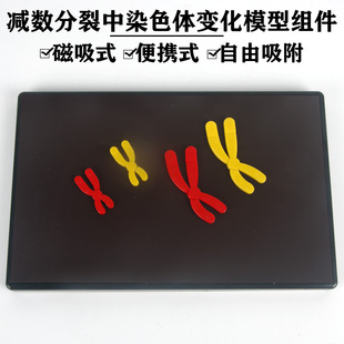 33305磁吸式减数分裂中染色体变化模型组件 磁性280*180mm生物实