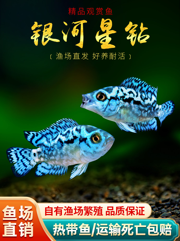 银河星钻慈鲷鱼美洲慈鲷三湖慈鲷新手好养易活短鲷淡水热带观赏鱼