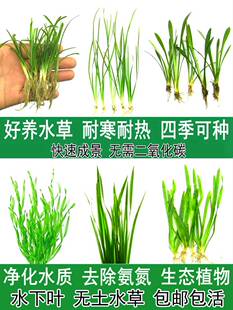 大小水兰迷你细叶纽兰前景苦草水草鱼池养鱼缸草绿植造景植物套餐