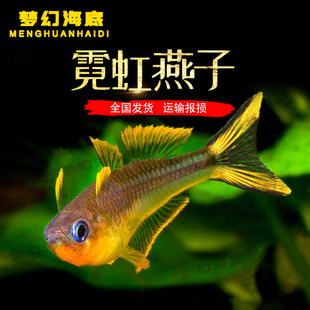 霓虹燕子彩虹新郎官鱼 热带鱼观赏鱼宠物鱼小型鱼草缸群游活体
