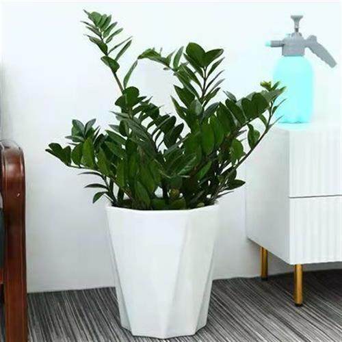 陶瓷花盆大号特大号带托盘多肉花盆欧式简约白色绿萝特价清仓,3C数码配件,USB多功能数码宝,淘宝优惠券,粉丝福利购,淘宝优惠卷