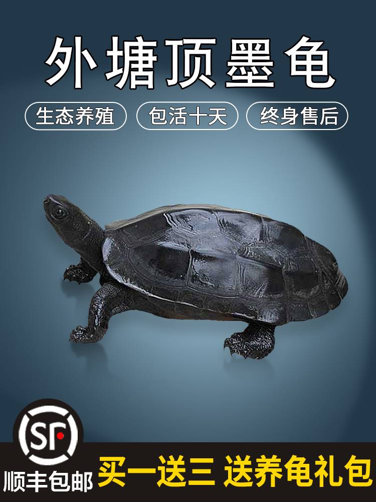 顶墨龟纯种全黑苗小乌活