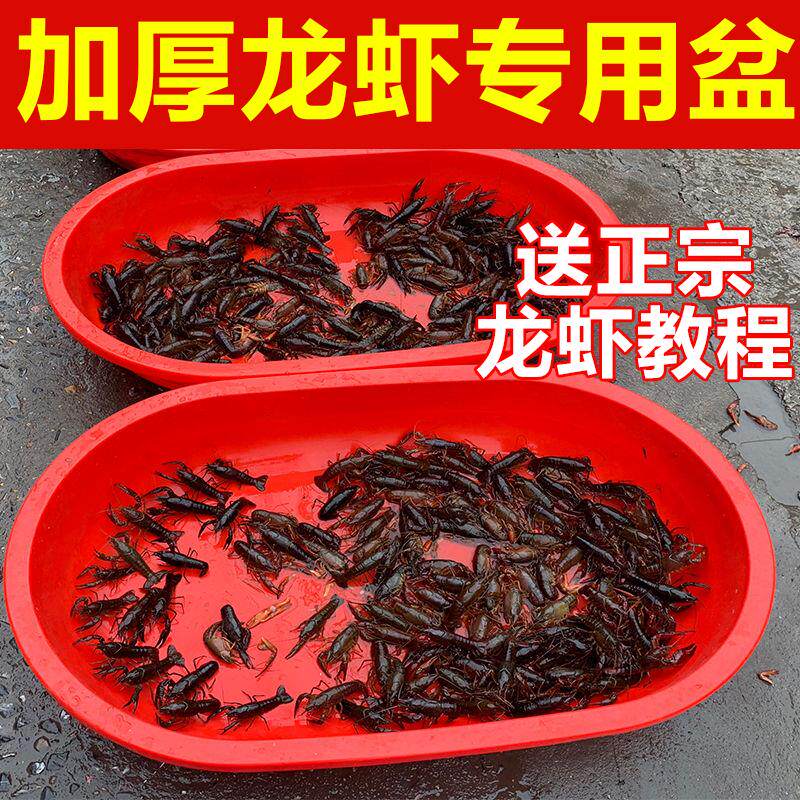 加厚龙虾塑料盆水产养殖大红盆 卖龙虾专用长盆 椭圆盆盛虾塑料桶