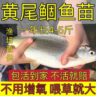 黄颡鱼苗【黄尾鯝鱼苗】黄片鱼苗黄尾鱼苗黄鱼苗淡水养殖鱼苗冷水