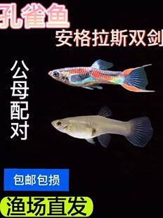 孔雀鱼安格拉斯双剑熊猫双剑小型淡水热带鱼