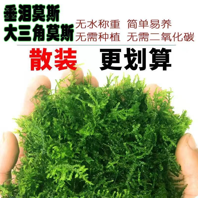 散装垂泪莫斯大三角鱼缸