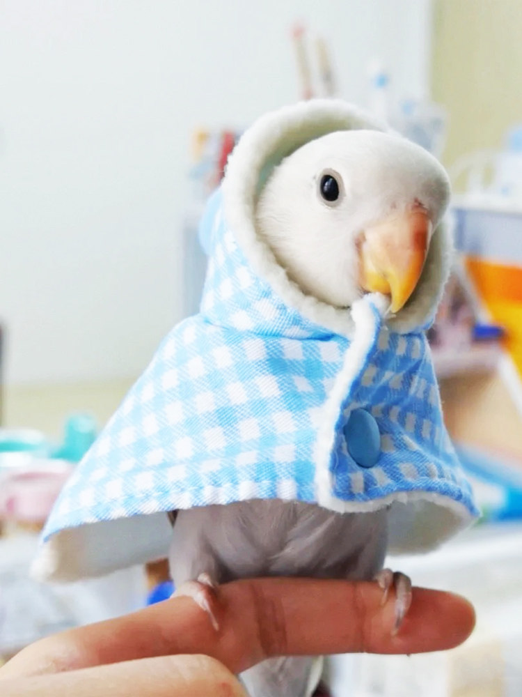 狸奴宠物鸟过冬披风小斗