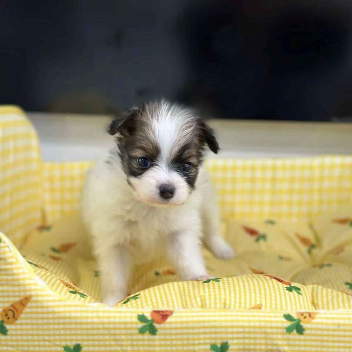 蝴蝶犬黑白狐狸犬活体超萌黄白花花家养小花狗忠诚可爱小型犬小狗