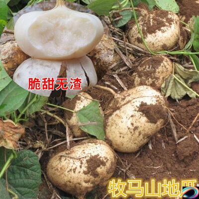 早熟牧马山地瓜种子凉薯