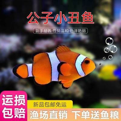 公子小丑鱼活海水观赏澳