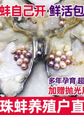天然淡水珍珠蚌壳活体河蚌多珠爱迪生自己开蚌取珍珠鲜活直播间