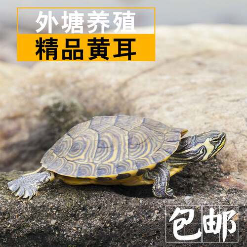 黄耳龟活物小乌苗家养宠