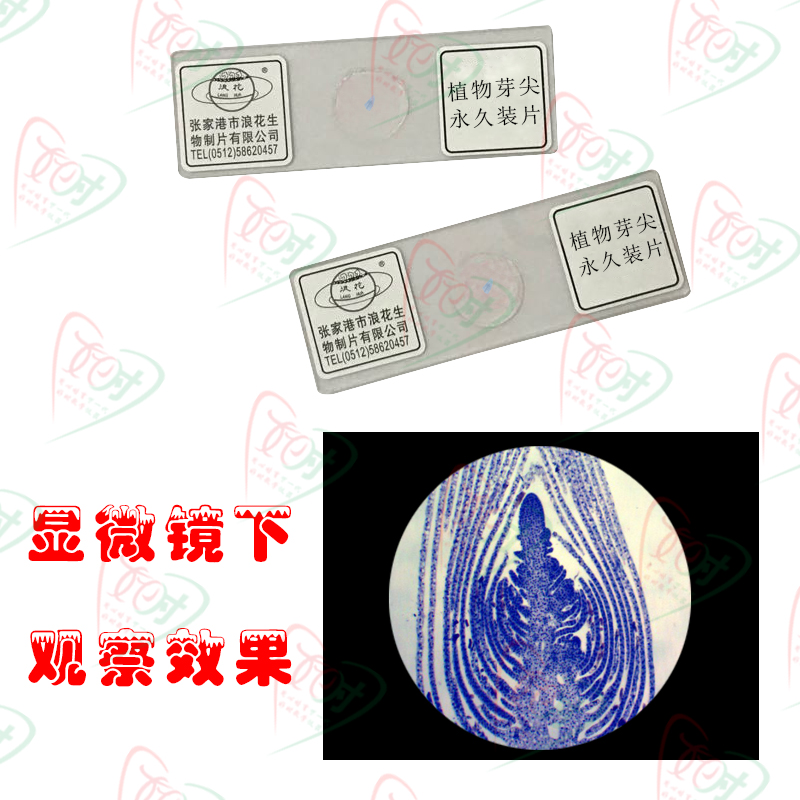 加厚高清植物芽尖永久装