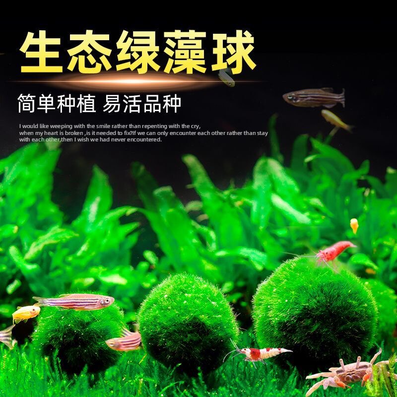 鱼缸水族箱造景水草海藻球生态球造景绿藻球生态瓶绿澡球水藻球