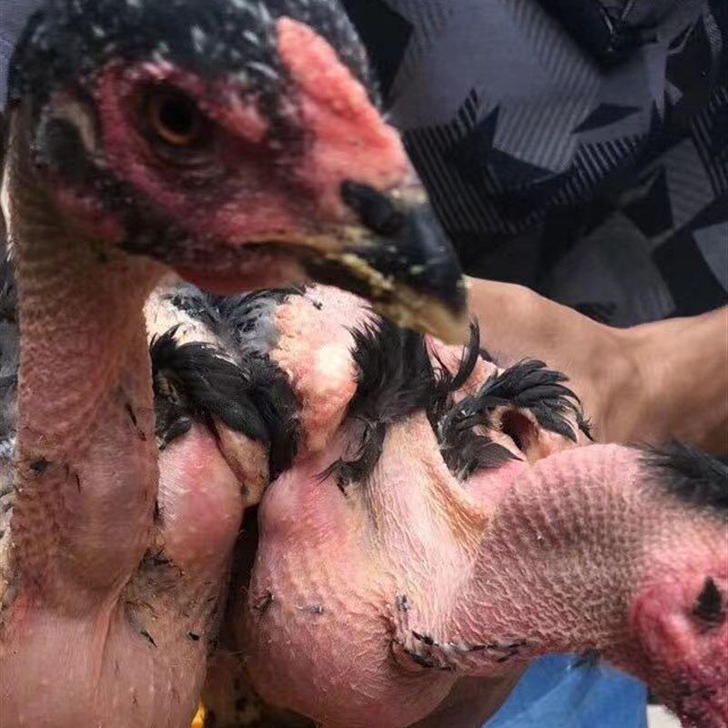 纯种越南鬼子中原斗鸡出壳苗小斗鸡盖沙斗鸡活苗小鸡成年鸡包活到