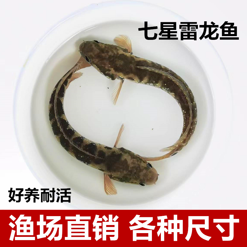七彩雷龙鱼苗活物淡水养