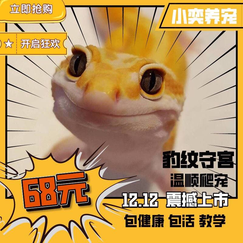 豹纹守宫蜥蜴爬宠活物异