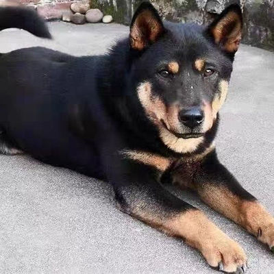 四眼铁包金好养活体农村短毛广西土猎犬看家护院幼崽土狗小黑狗狗