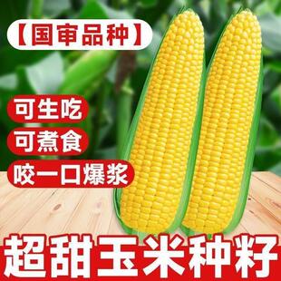 黄糯水果玉米种子彩糯黑白超甜糯玉米四季脆甜糯米耐旱杂交种籽孑