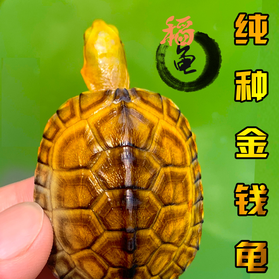 纯种北种黄喉拟水龟石金钱龟小青龟头苗皖南石活体缘深水招财活物