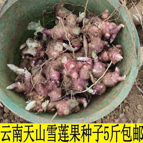 雪莲果