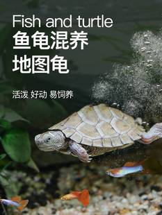 地图小乌龟活物宠物龟苗观赏龟火焰龟水龟黑瘤地图深水招财小乌龟