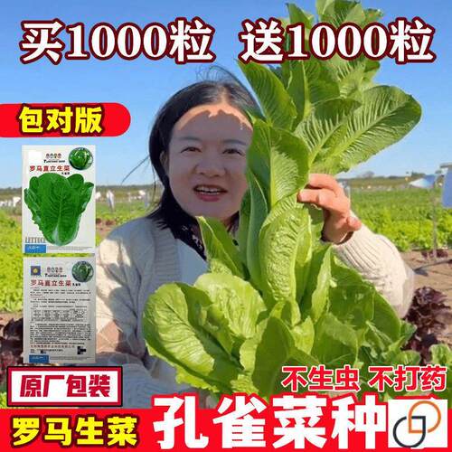 孔雀菜种子紫色罗马生四