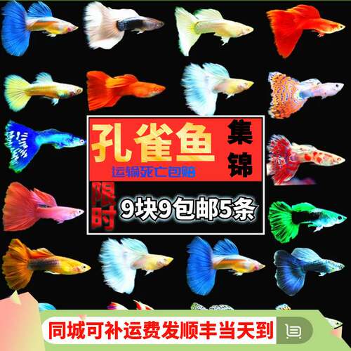 观赏鱼孔雀胎生凤尾淡水