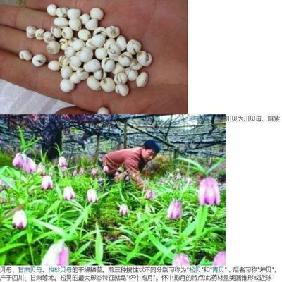 中药材种子川贝母青浙
