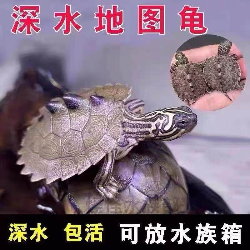 地图苗深水龟乌龟宠物深水龟中华迷你龟水里鱼缸混养宠物黑瘤地图,3C数码配件,USB多功能数码宝,淘宝优惠券,粉丝福利购,淘宝优惠卷