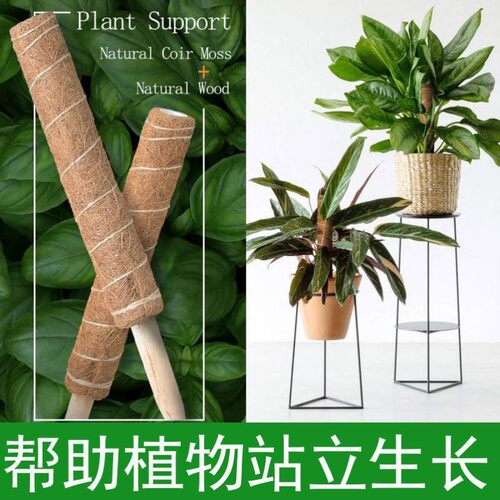 绿箩爬上神器柱椰棕棒桩植物花架攀爬架龟背竹支撑椰丝苔藓杆缠绕