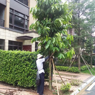 白兰花树大树庭院绿化风景树苗黄桷兰门前树白玉兰花盆栽四季开花