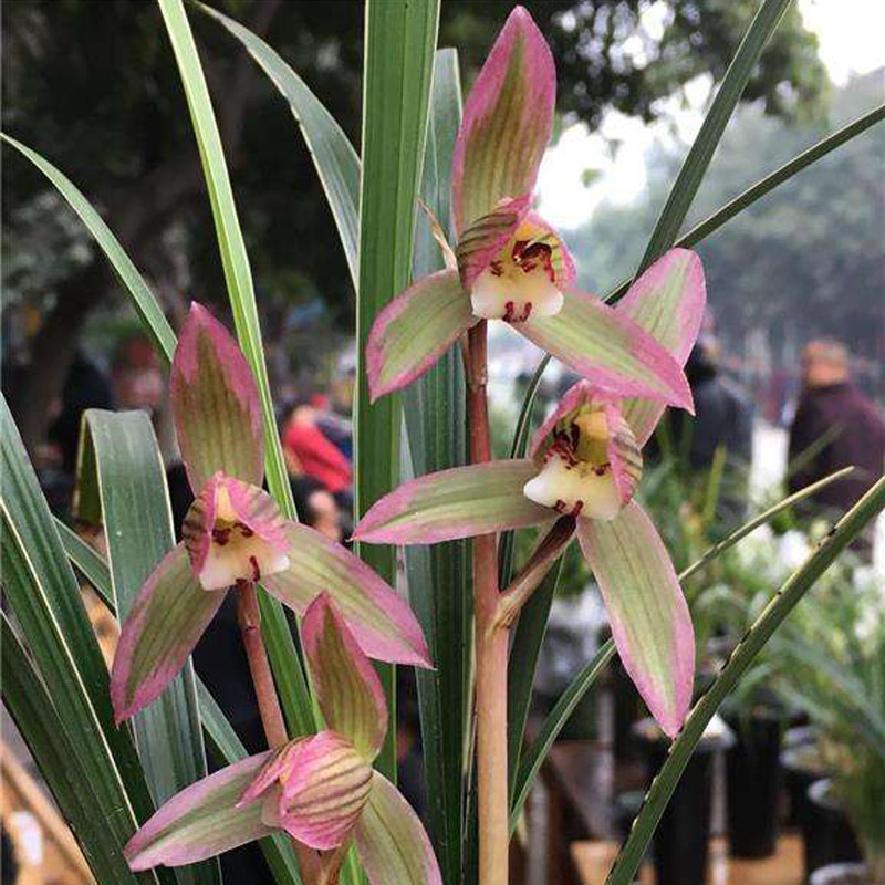 君君兰苑兰花  春剑青城双绝 漏风漏雨自然栽培