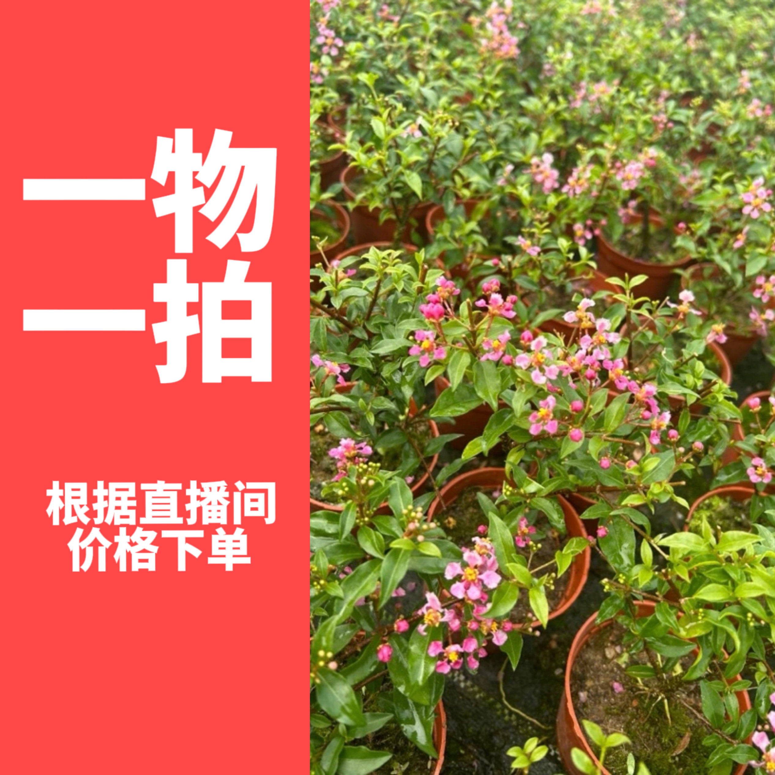 台湾李氏樱桃盆景福建茶榆树花卉客厅植物室内外茶几阳台绿植盆栽