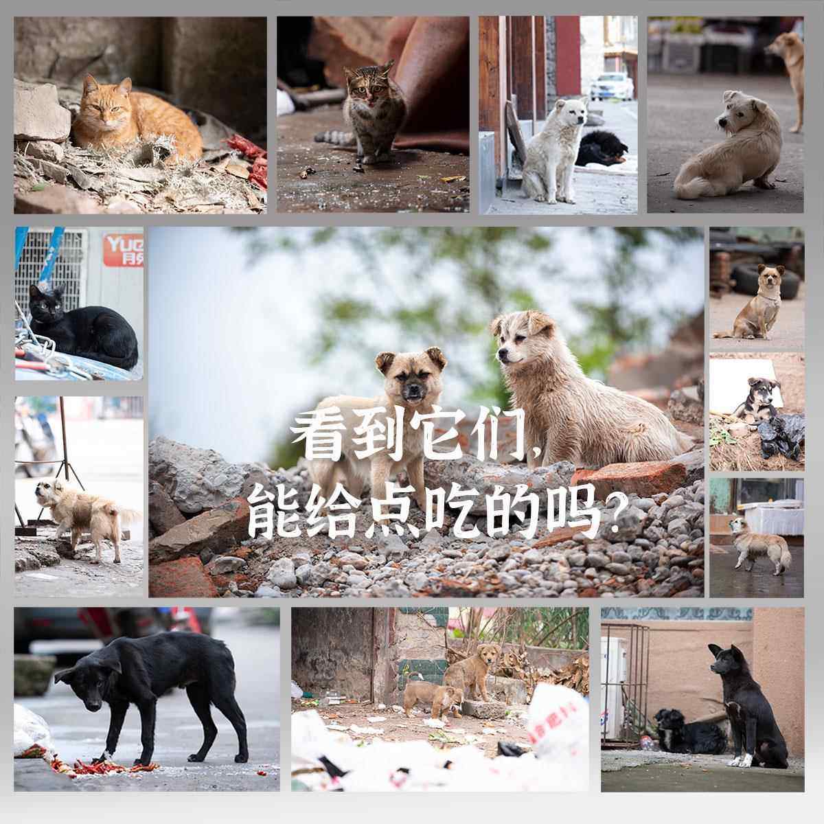 老疯杨救助猫粮随身装看到流浪猫狗请给它喂一点独立小包装狗粮,金属材料及制品,金属罐/桶/瓶,淘宝优惠券,粉丝福利购,淘宝优惠卷