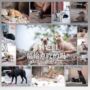老疯杨救助猫粮随身装看到流浪猫狗请给它喂一点独立小包装狗粮
