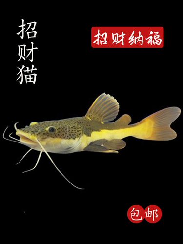 热带观赏鱼招财猫红尾鲶
