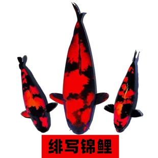 绯写锦鲤昭和白写血统锦鲤日本板井伊佐淡水冷水鱼苗活体观赏鱼苗