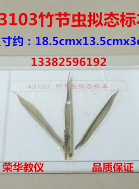 竹节虫拟态标本 J43103 初中高中生物实验器材 教学仪器