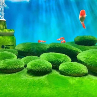 绿藻种短绒藻石藻球长绒藻鱼缸藻孢子引藻源