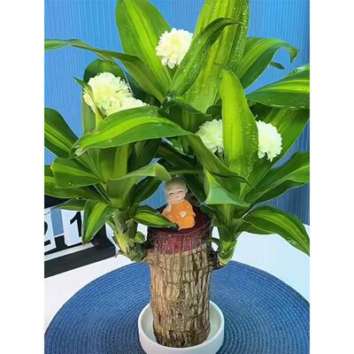 夏季驱蚊巴西木幸运开花