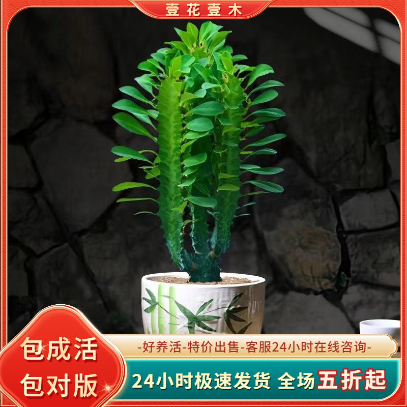 玉麒麟盆栽带根巴西龙骨图片