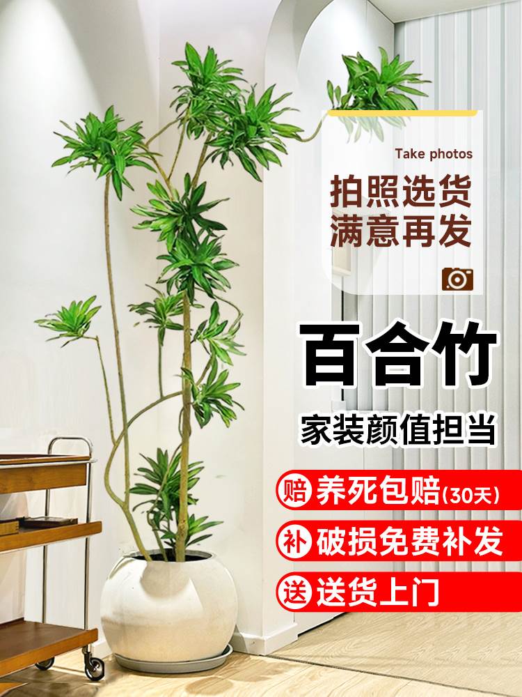 百合竹客厅大盆栽真花绿植老桩造型轻奢好养室内四季常青大型植物